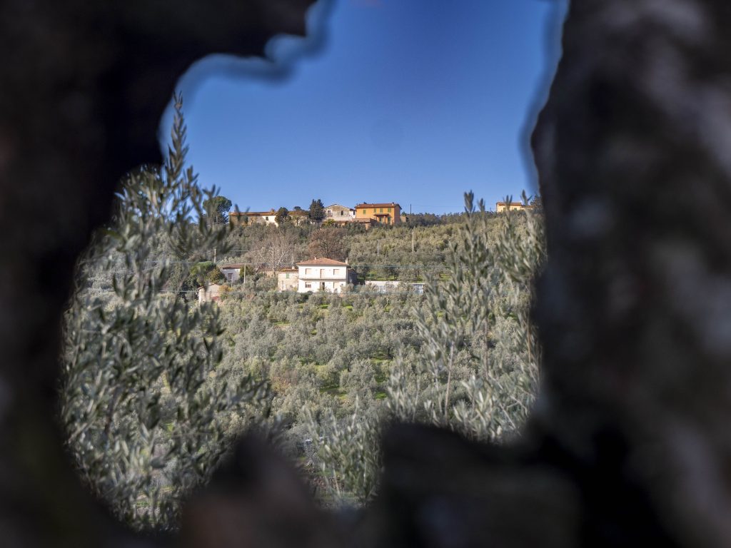 Colline di Vinci