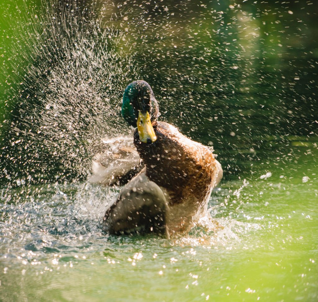 Padule di Fucecchio