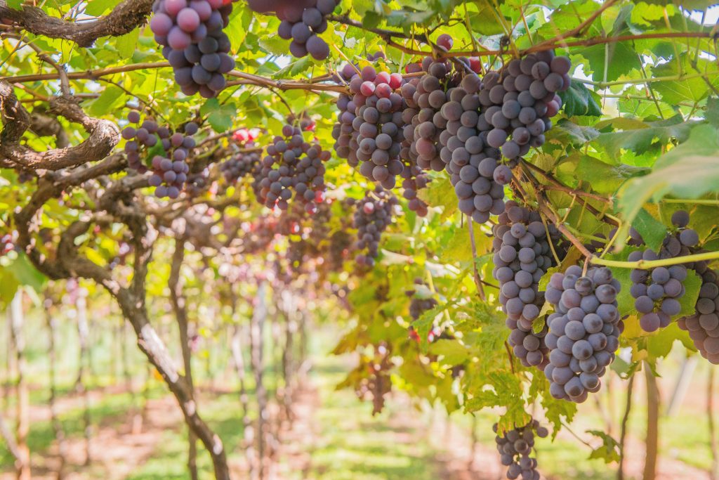 Toscana Chianti Classico