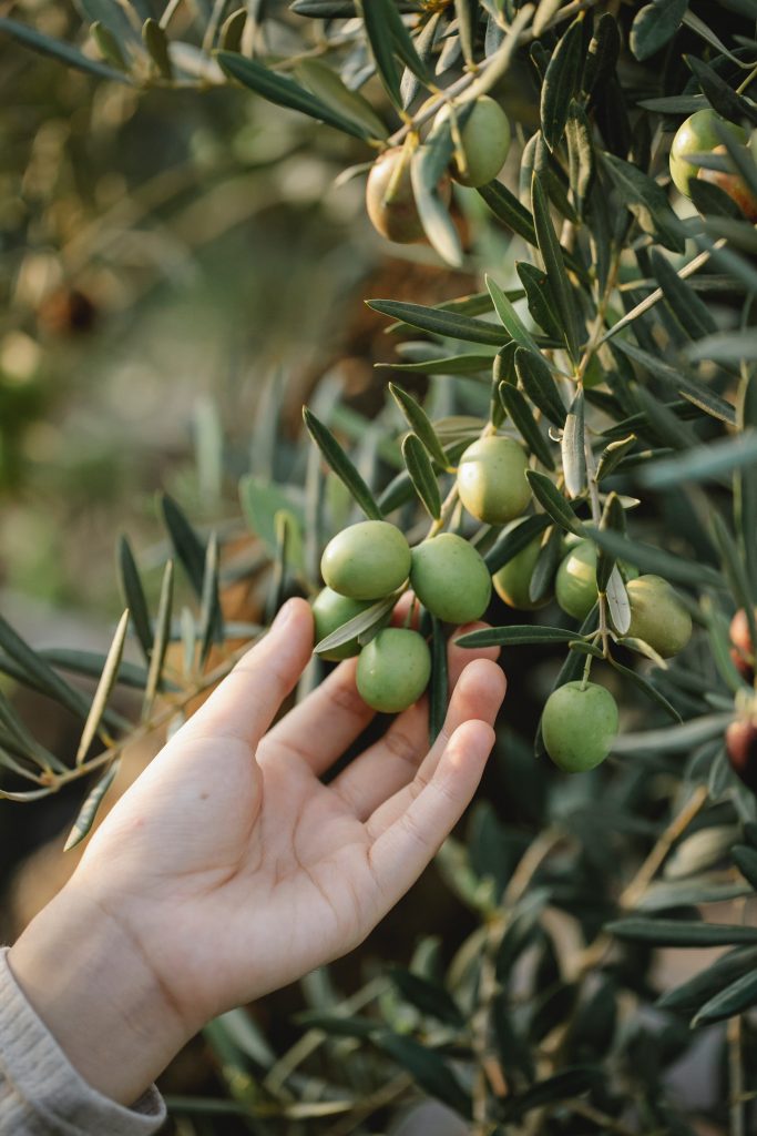 olio extravergine d'oliva