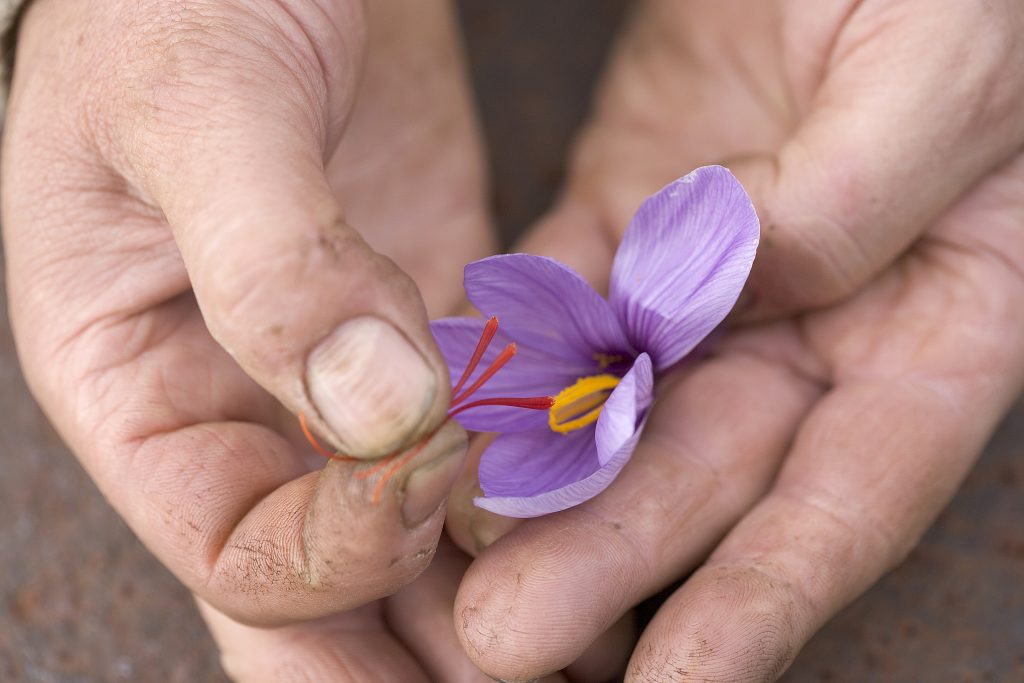 pistilli estratti dal fiore Crocus