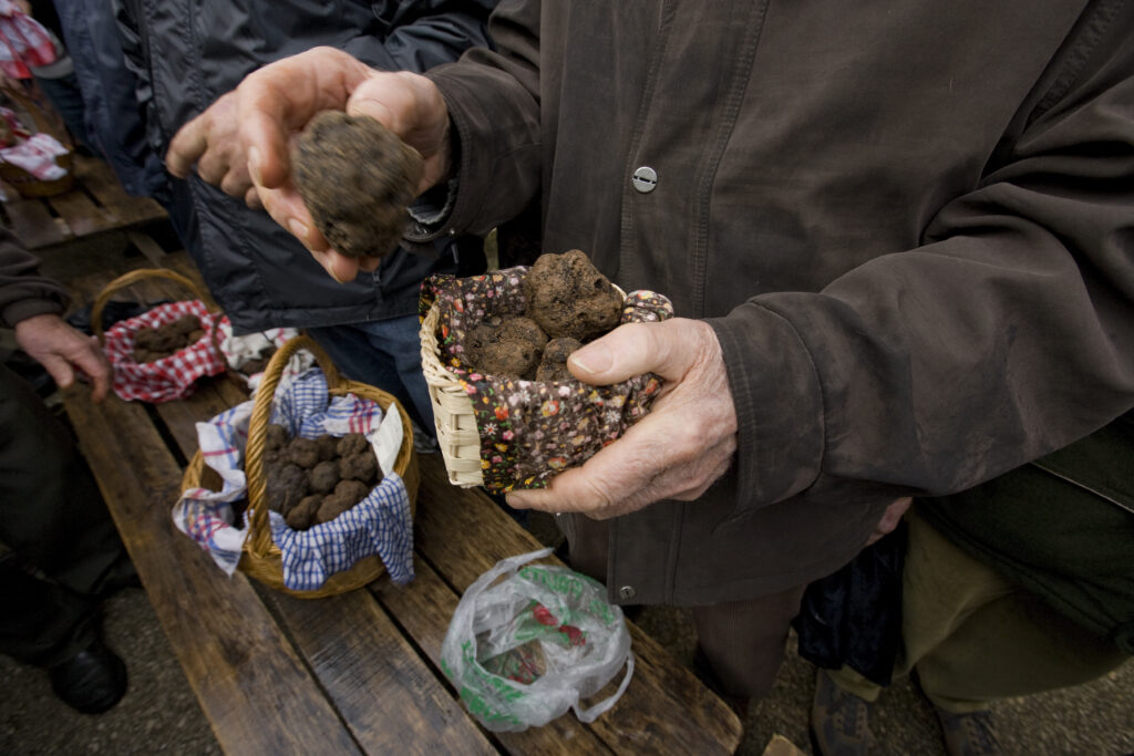 Il Tartufo di San Miniato