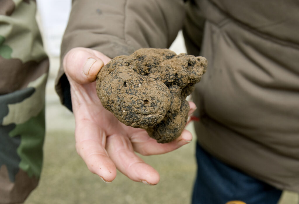 Il Tartufo di San Miniato