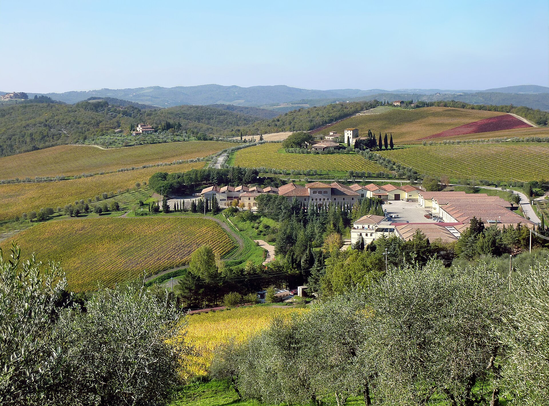 Vigneto sulle colline del Chianti
