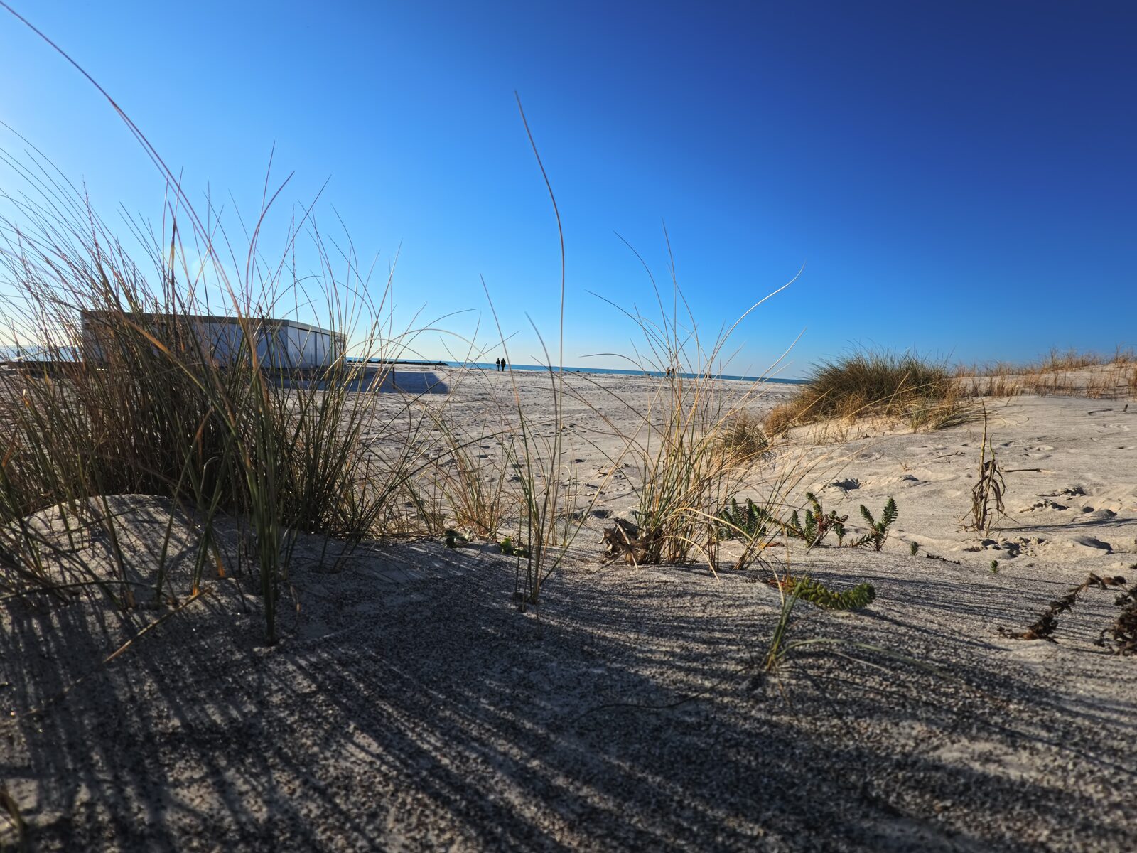 Dune con vegetazione costiera